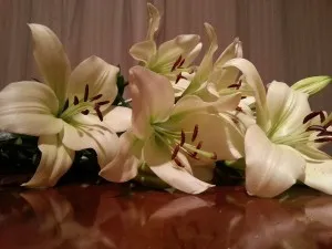 Lillies