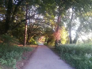 Wooded path